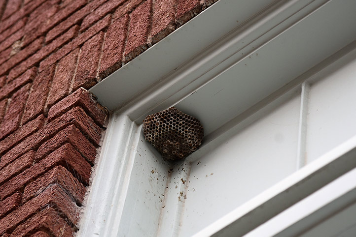 We provide a wasp nest removal service for domestic and commercial properties in Woodford Green.